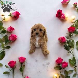 Leo, Cavapoo Puppy